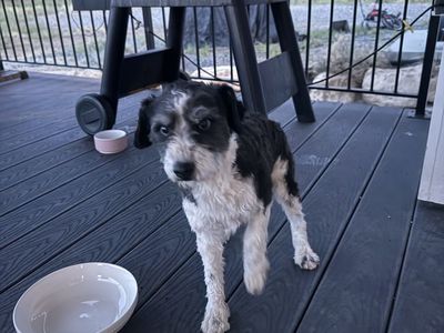 Miniature Schnauzer