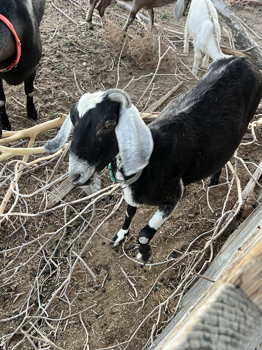 2-Year-Old Female Nubian Goat - Proven Breeder