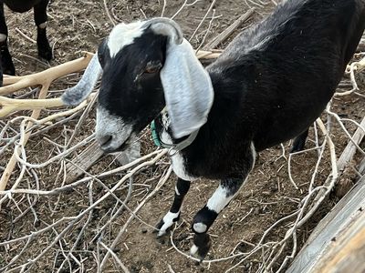 2-Year-Old Female Nubian Goat - Proven Breeder