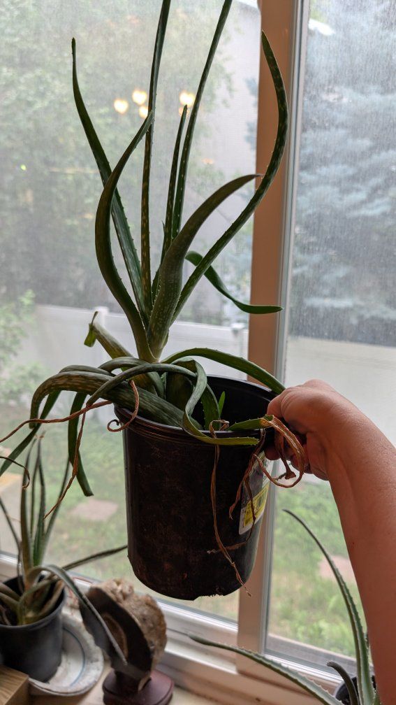 Huge Happy Aloe Plant