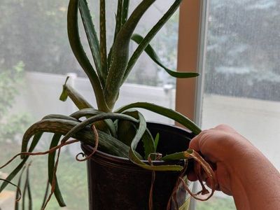 Huge Happy Aloe Plant
