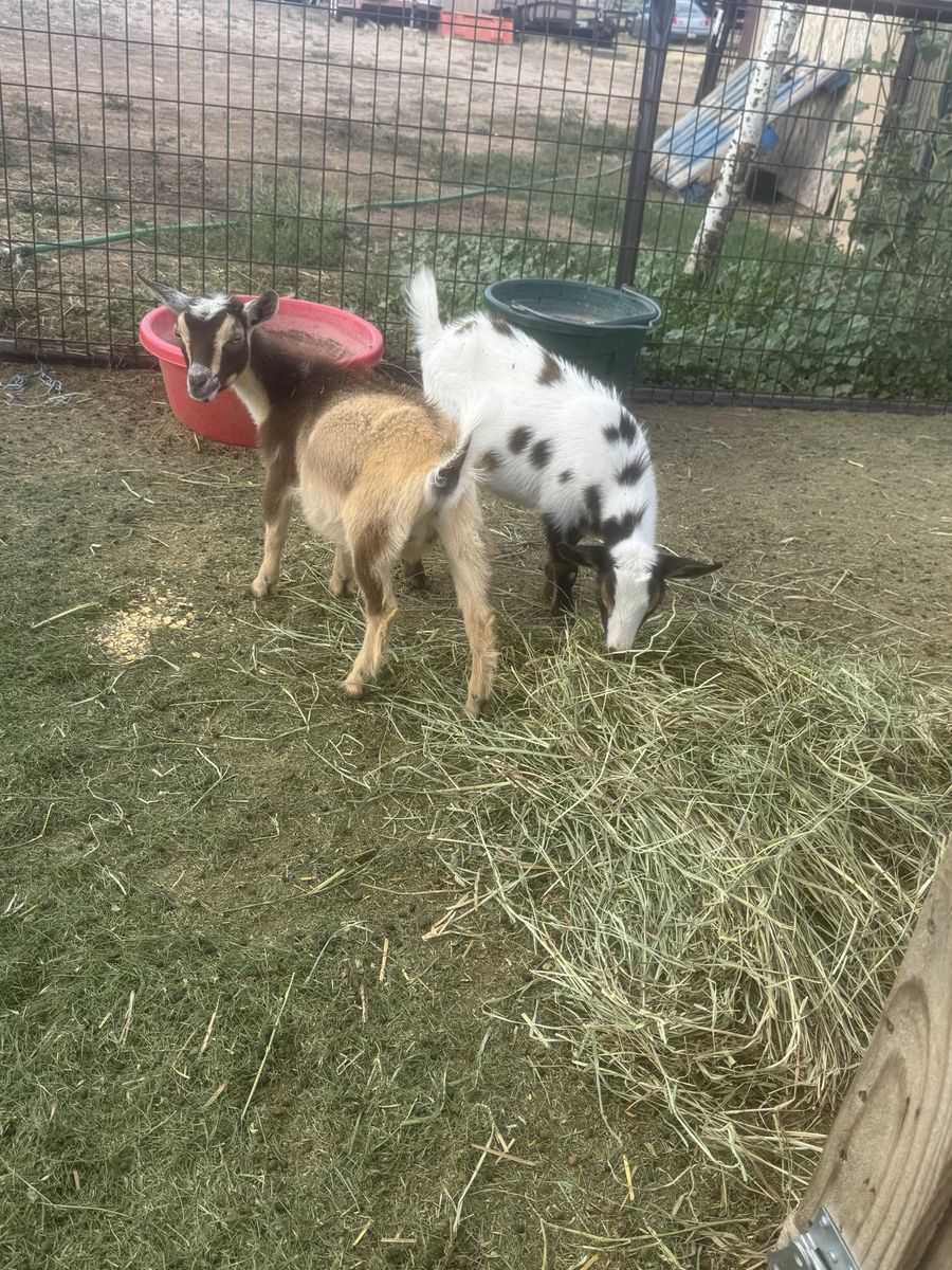 2 Nigerian Dwarf Weathers $100 each 