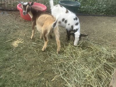 2 Nigerian Dwarf Weathers $100 each