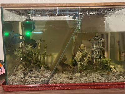 Beta fish, double tank, food and filters