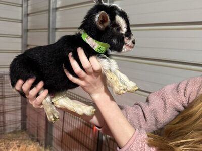 Nigerian Drawf BucklIngs