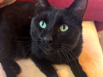 Hello my name is Tony