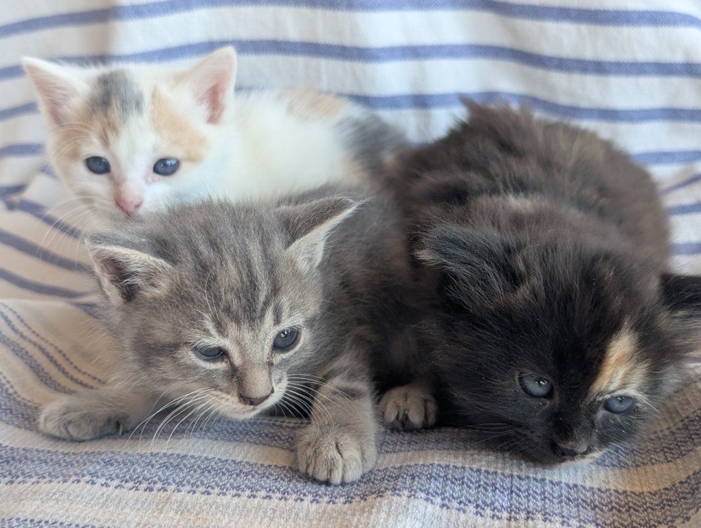 Beautiful litterbox trained kittens
