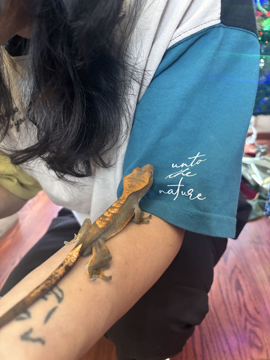 Crested Gecko