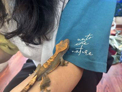 Crested Gecko