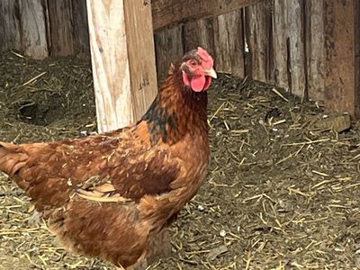 Instant Eggs From 10 Month Old Hens