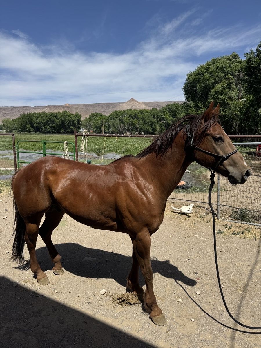 10 yo registered ranch horse deluxe