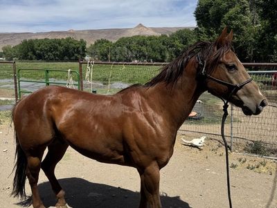 10 yo registered ranch horse deluxe