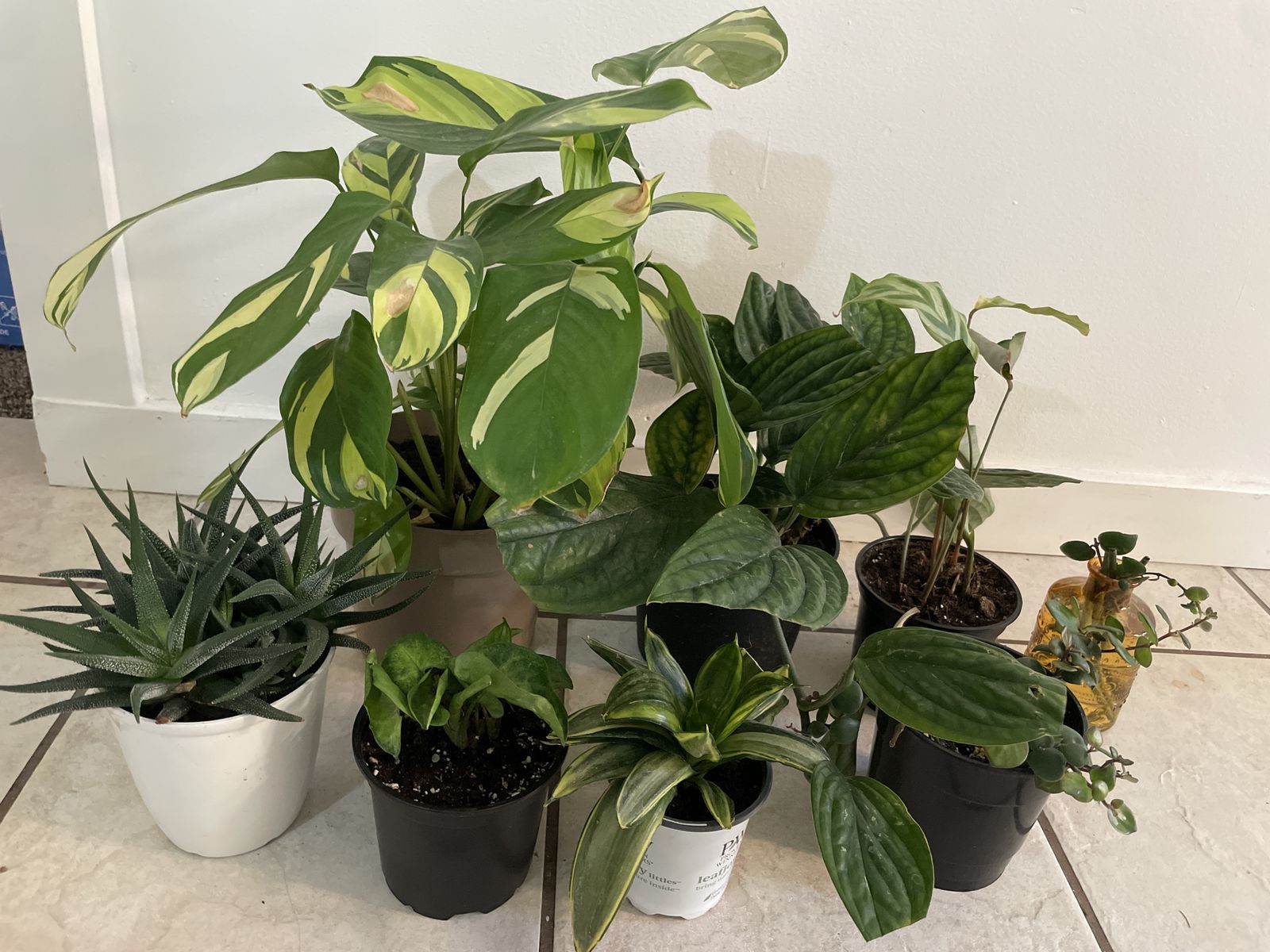 Houseplants