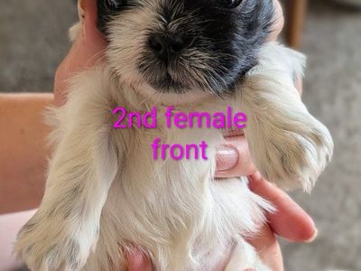 adorable imperial shih tzu puppies