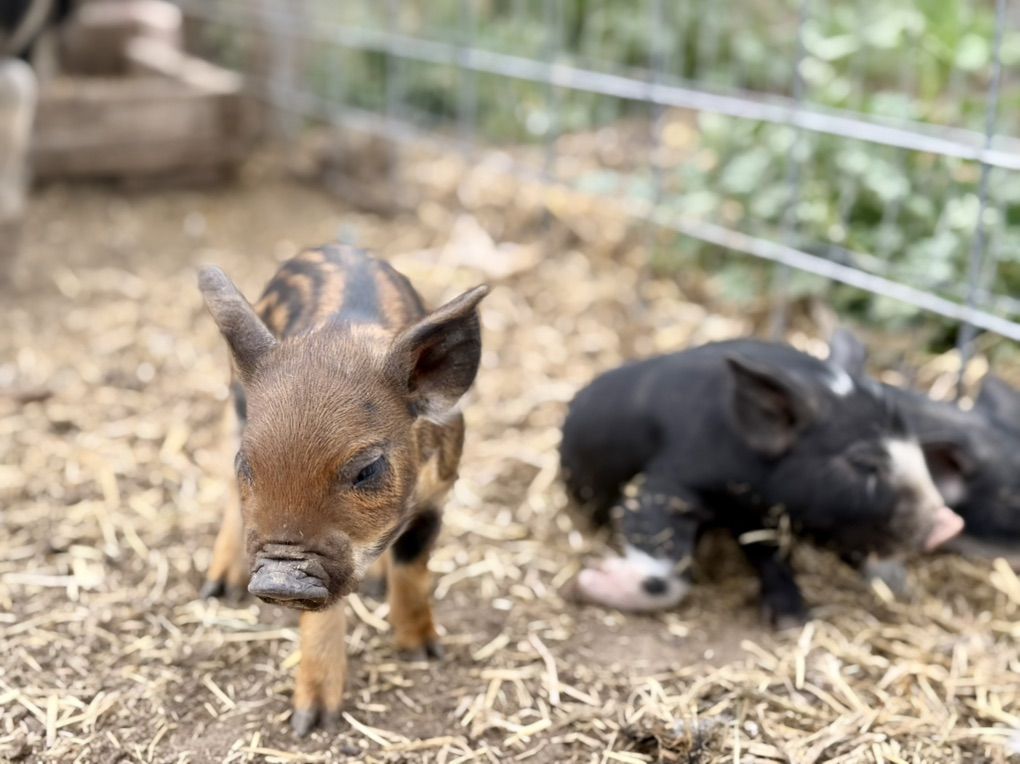Piglets