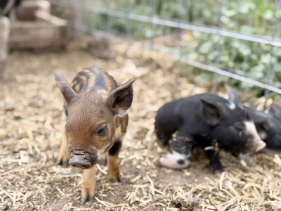 Piglets