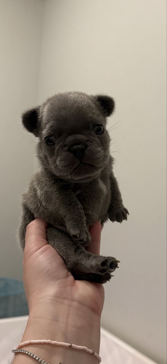 LILAC MALE FRENCHIE