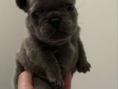 LILAC MALE FRENCHIE