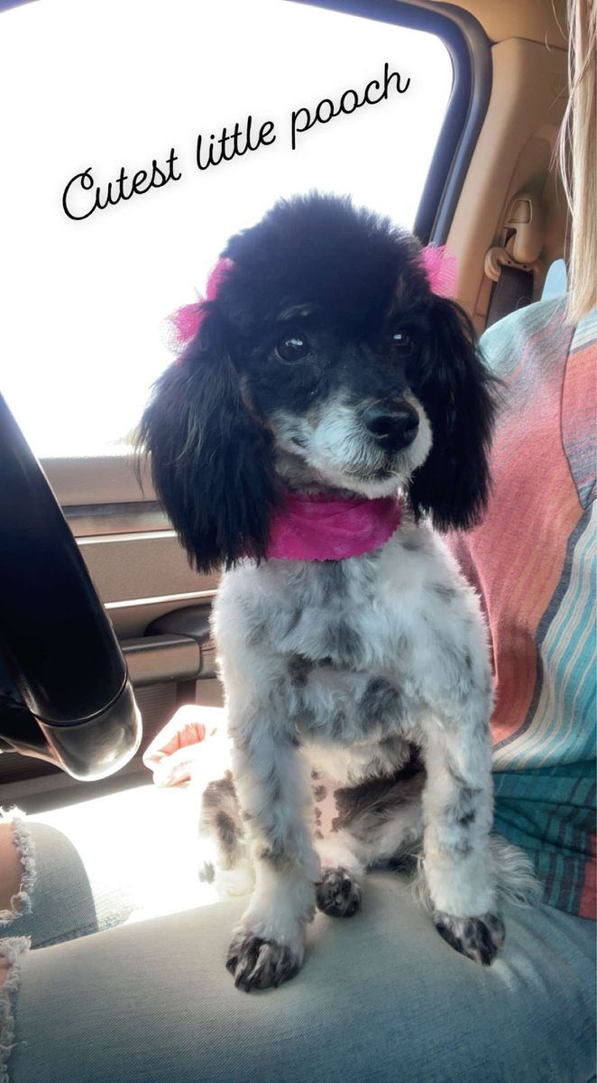 AKC toy poodle! Potty trained