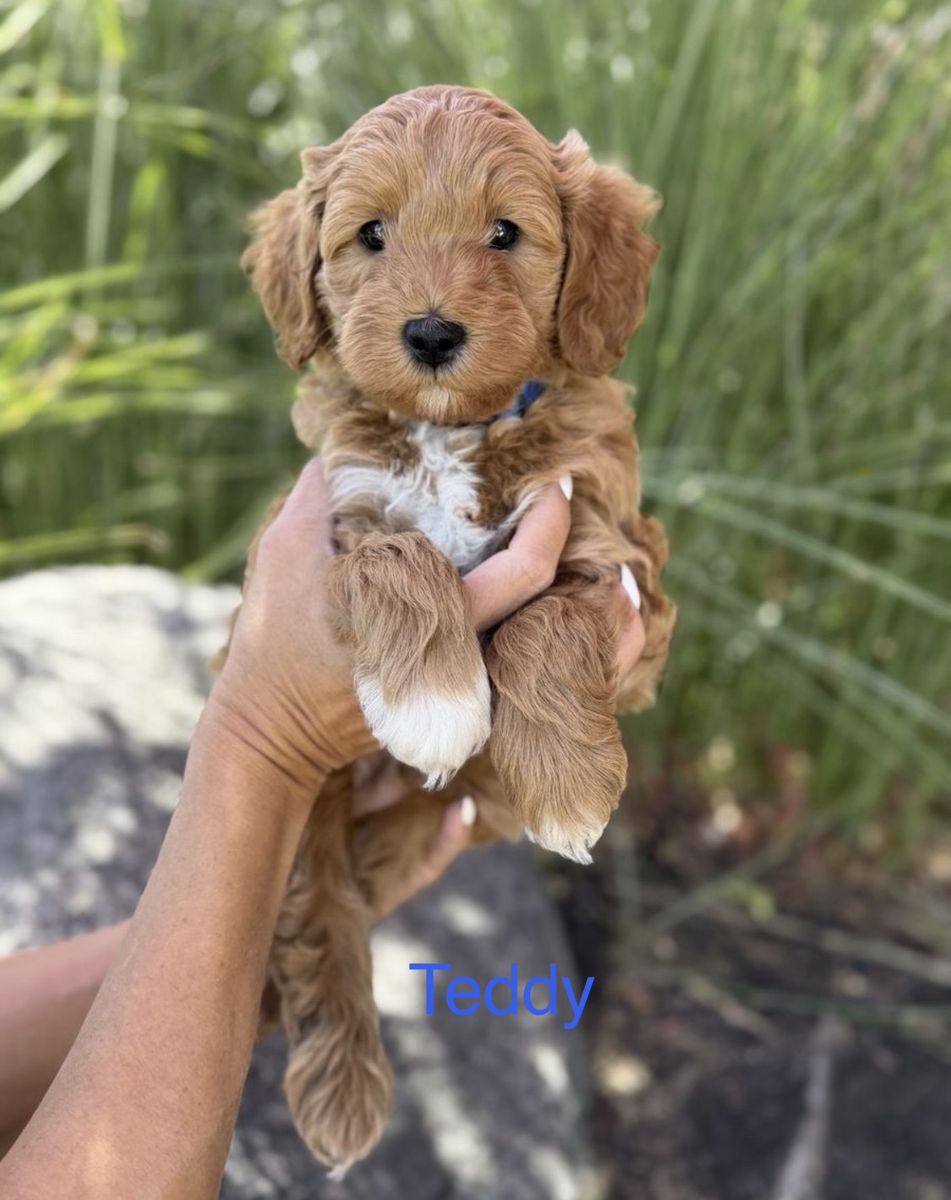 Adorable Mini GoldenDoodle Puppies - Ready for Their Forever Homes!