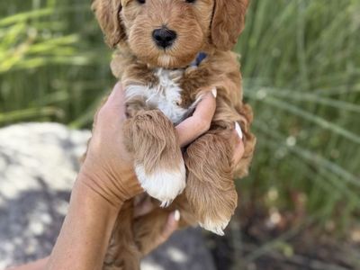 Adorable Mini GoldenDoodle Puppies - Ready for Their Forever Homes!