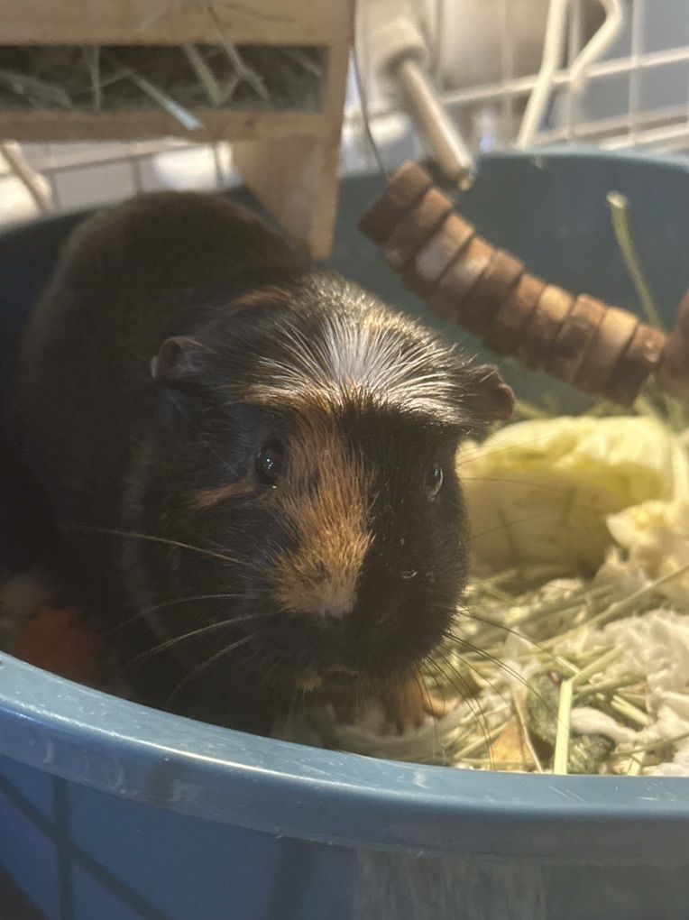 Female Guinea Pig