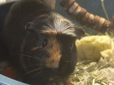 Female Guinea Pig