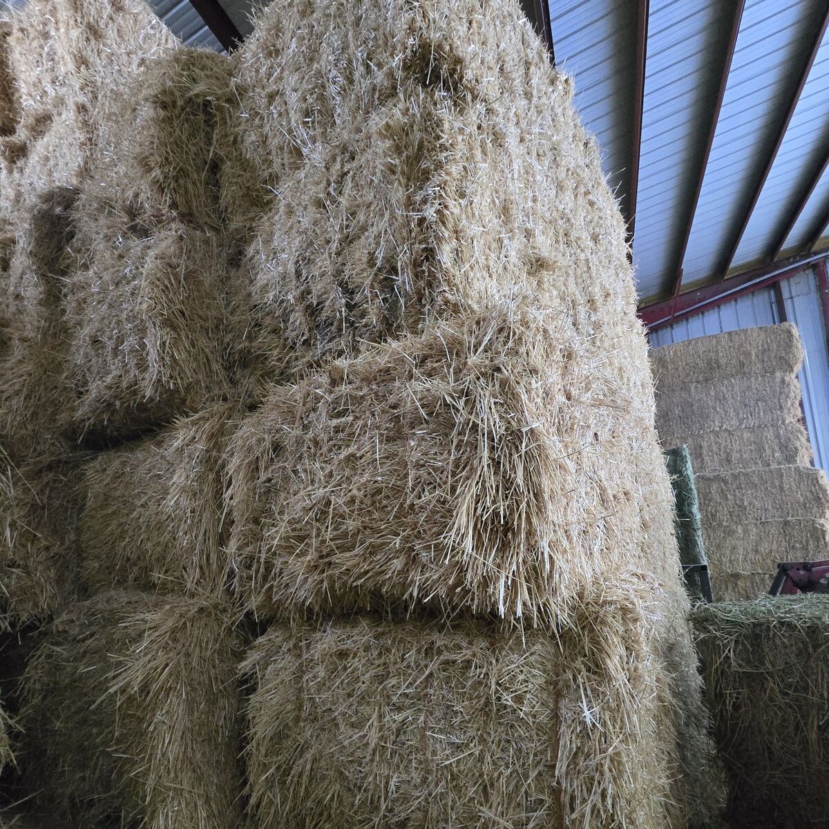 Barley Straw