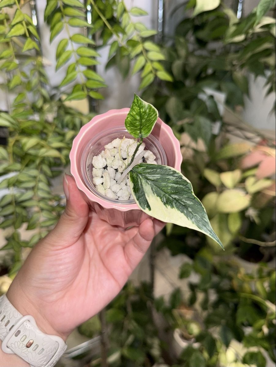 Hoya polyneura ‘Jasminka’ - Plant
