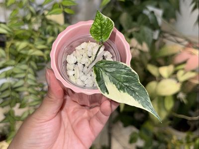 Hoya polyneura ‘Jasminka’ - Plant