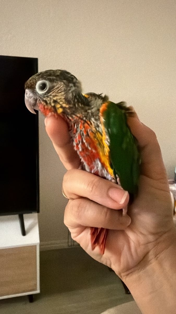 Green chick conure