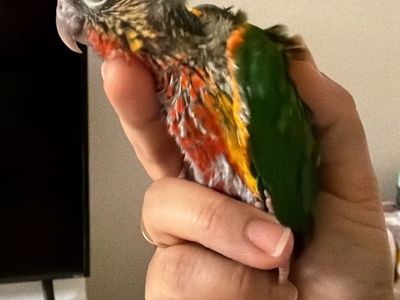 Green chick conure