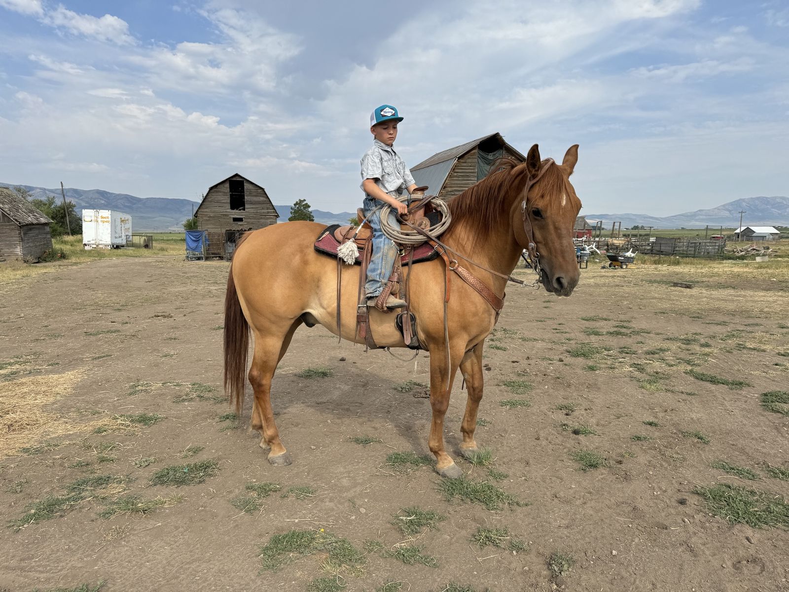 Horse Training & Tune-Ups: