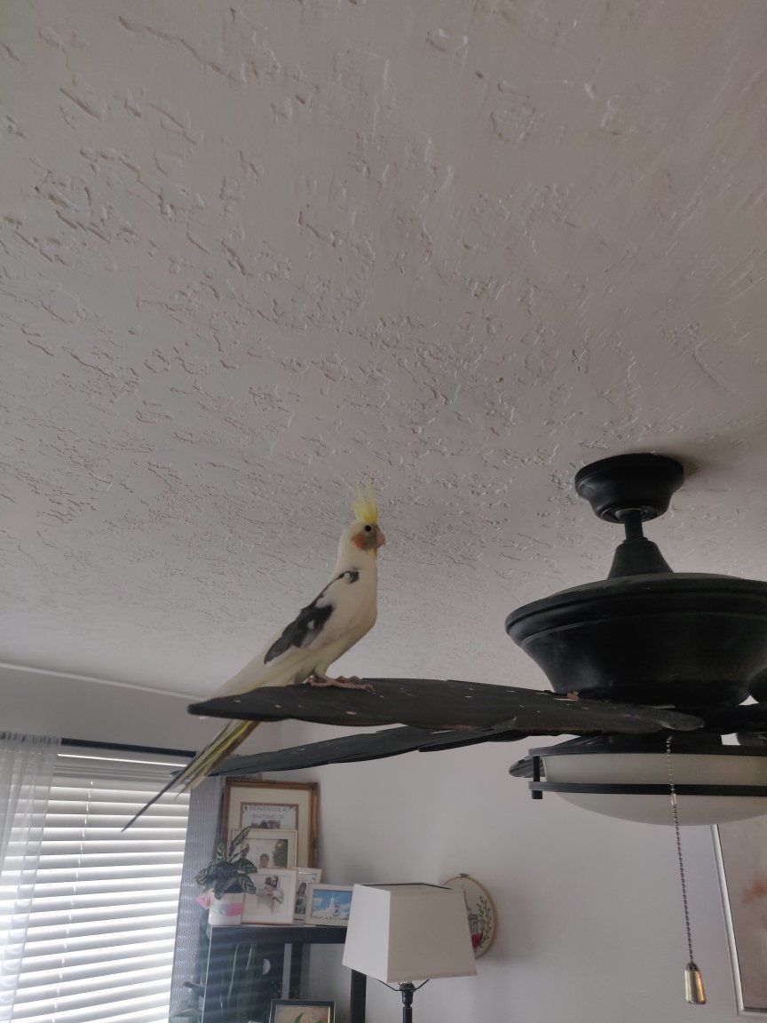 cockatiel and buggy with Large Black Rolling Bird Cage with Stand and Perches