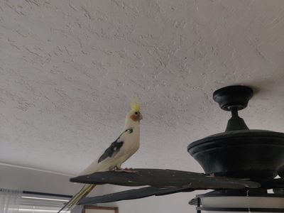 cockatiel and buggy with Large Black Rolling Bird Cage with Stand and Perches