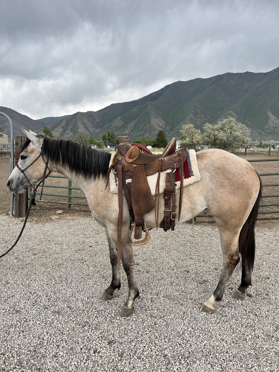 3 Year Old AQHA Mare