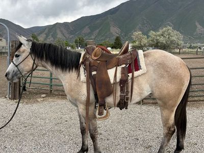 3 Year Old AQHA Mare