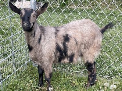 MINI FAINTING GOATS