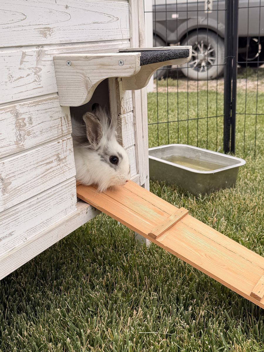 Rabbits 