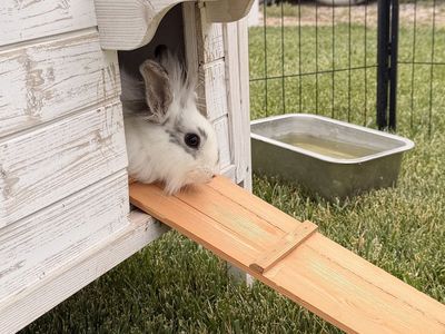 Rabbits