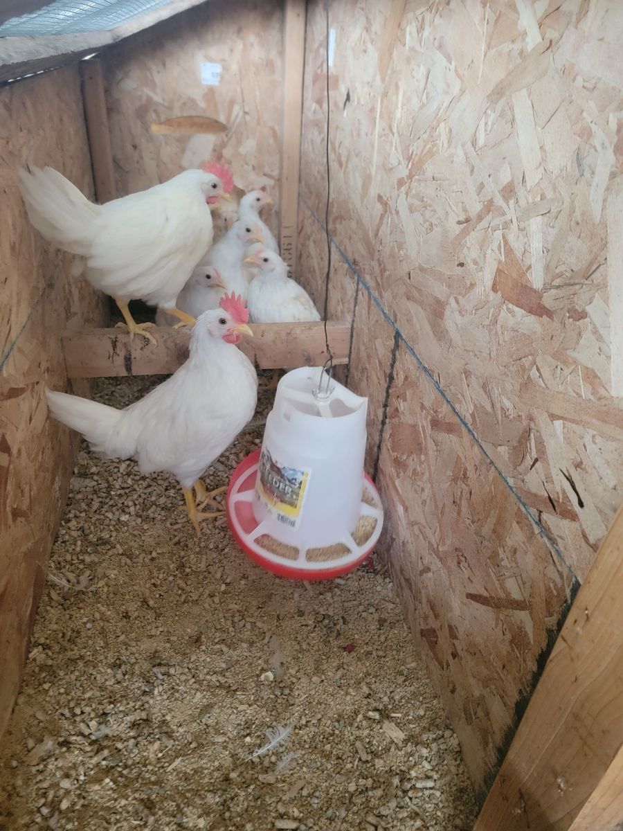 12 Week Old Leghorns (Mix Breed)