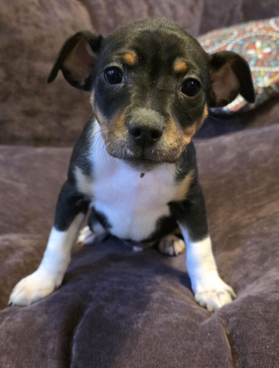 Rat Terrier Puppies Naturally Rearing Breeders