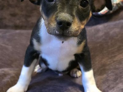 Rat Terrier Puppies Naturally Rearing Breeders