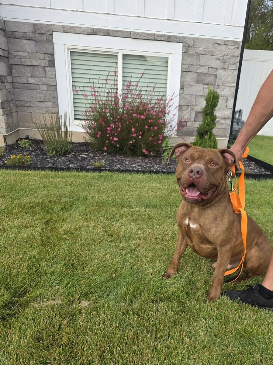 American Pitbull Terrier