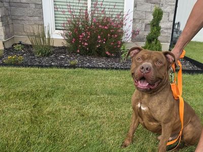 American Pitbull Terrier