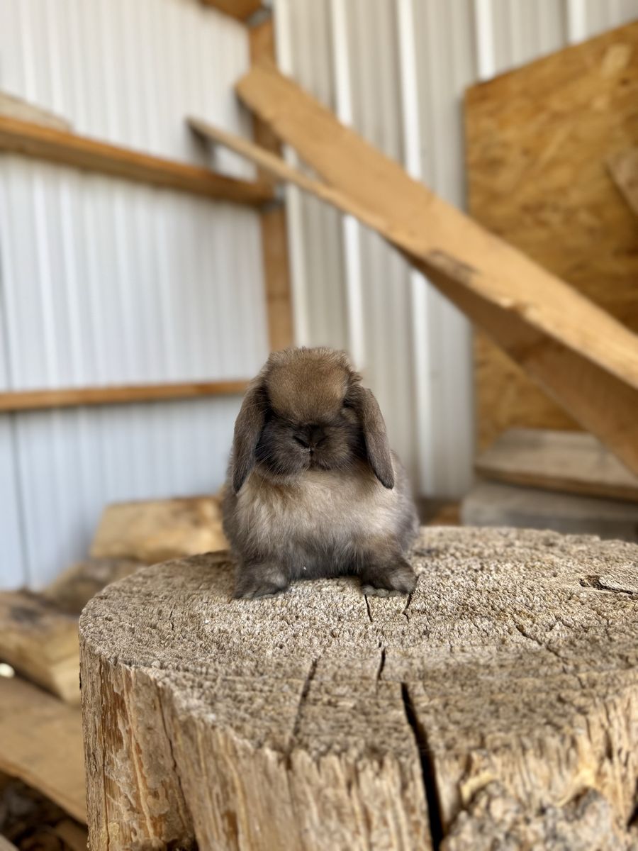 Show Line Holland Lop Buck