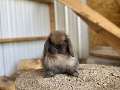 Show Line Holland Lop Buck