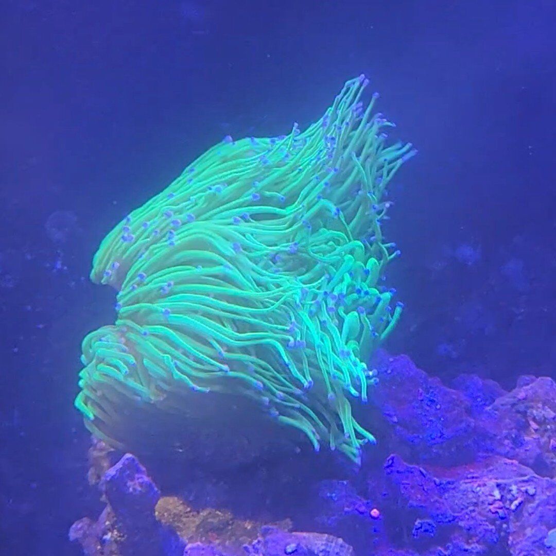 cotton candy torch colony