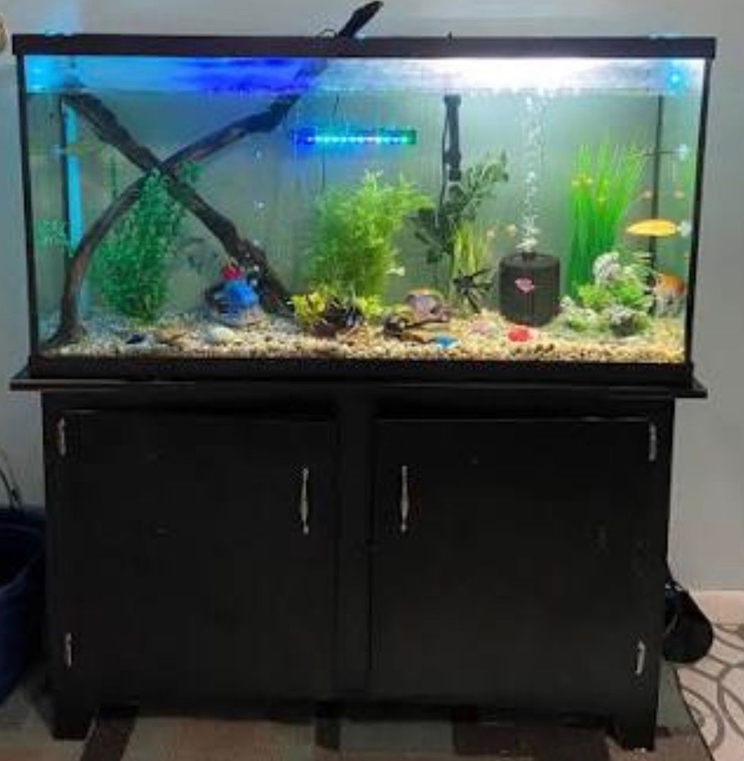 65 gallon tank