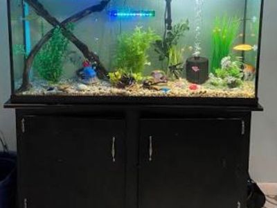 65 gallon tank